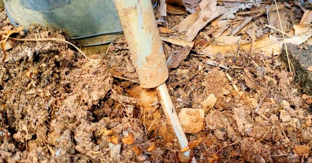 Ants attacking electrical wire on a badly installed gate motor in Darwin. When Professional Installation Meets Territory Ants